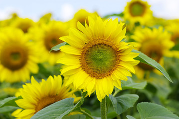 sunflower