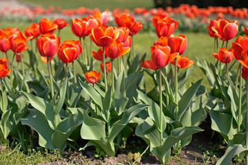 Wonderful tulips