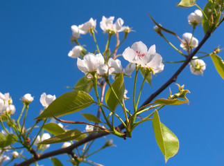 Spring tenderness