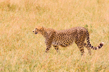 cheetah in the field