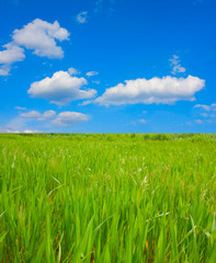 Obraz premium Green field and white clouds