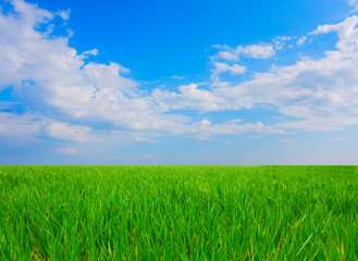 Green field and white clouds