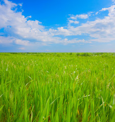 Green field and white clouds