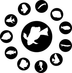 Fish. Set of 12 round vector buttons for web