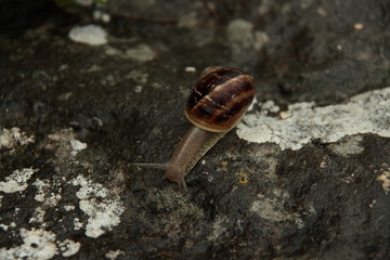snail