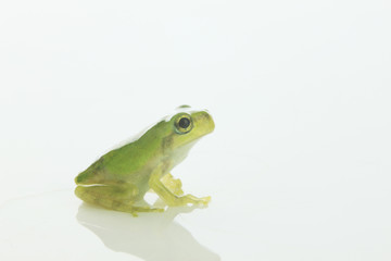 カエル