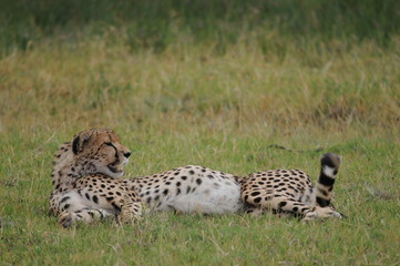 Gepard