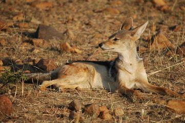 Black-backed Jackal (Canis mesomelas), Masai Mara, Kenya