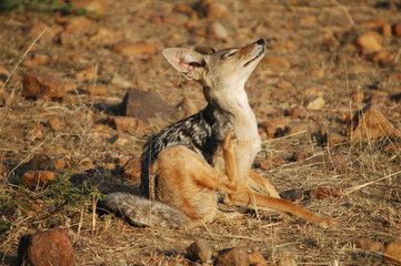 Black-backed Jackal (Canis mesomelas), Masai Mara, Kenya