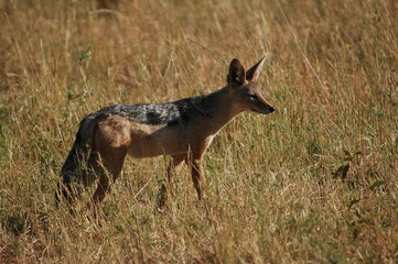 Black-backed Jackal (Canis mesomelas), Masai Mara, Kenya