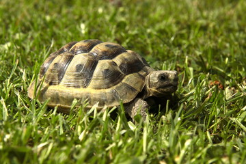Little Turtle
