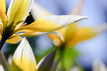 Star tulip 1