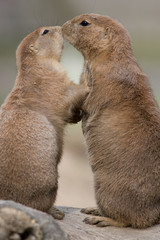 Pr&auml;riehunde Casablanca