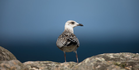 goéland