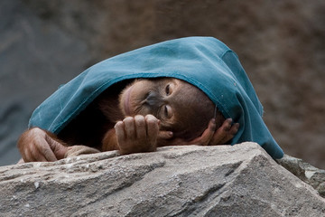 Orang Utan Baby