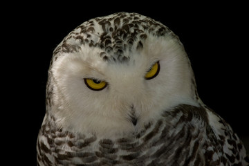 Schneeeule