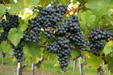 Lemberger Rotwein Trauben (1)