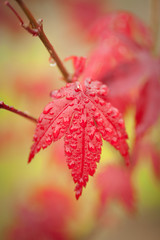 close up of Japanese Maple leaf after rain