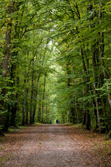 chemin en for&ecirc;t