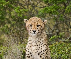 Naklejka na ściany i meble Cheetah cub