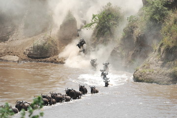 The great migration of wildebeest, Masai Mara, Kenya