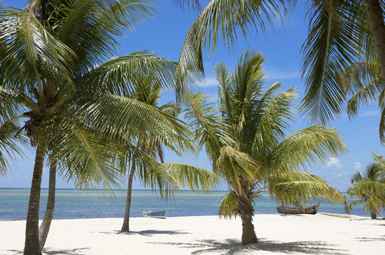 palms