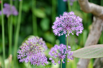 Wilde Blumen auf der Wiese