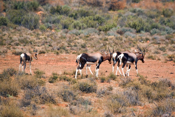 Bontebok