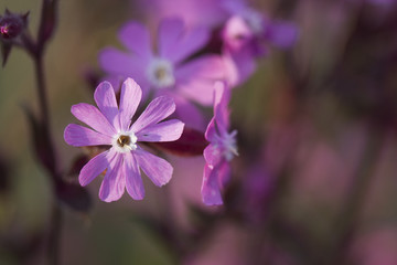 Fototapeta na wymiar Red campion, also known as Adders' Flower or Soldiers' Buttons