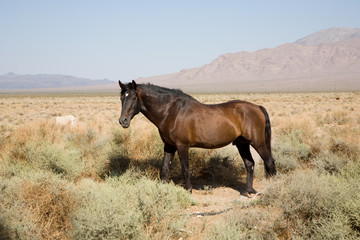 Death Valley Junction, Wildpferde in der Ebene