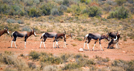 Naklejka premium Bontebok