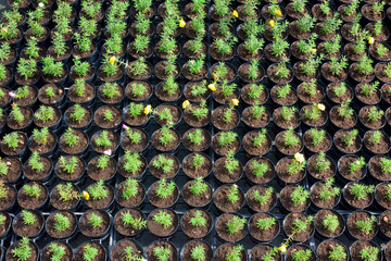 nursery of flowers