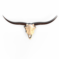 Fototapeta premium skull of a dead animal