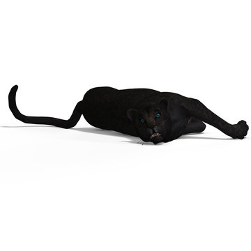 Big Cat Leopard Black