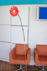 Modern office lobby with orange gerbera flower