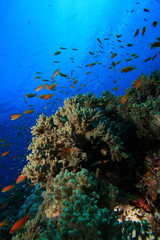 Naklejka na ściany i meble Koralowce i ryby tropikalne