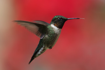 Fototapeta premium Ruby-throated Hummingbird In Flight