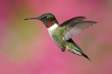 Fototapeta na wymiar Ruby-throated Hummingbird w locie