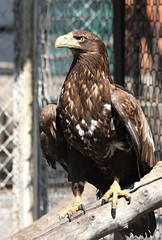 Haliaeetus albicilla