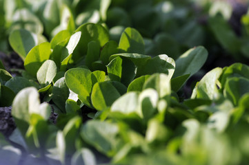 Cicoria nell orto - Cichorium intybus