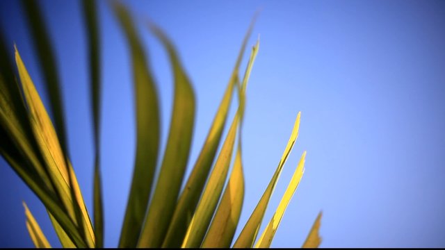 moving leaves
