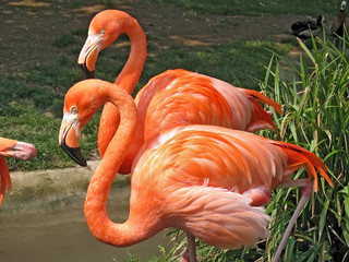 flamingos