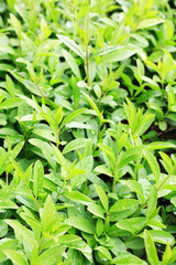 tea plants