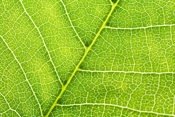structure of leaf