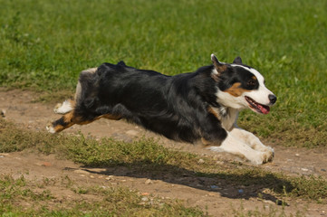 Australian Shepherd dog in outdoor setting