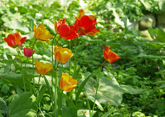 colorful wild tulips