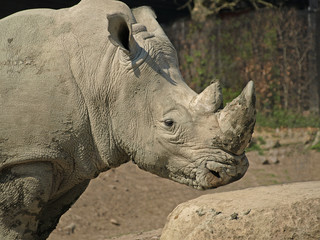 Obraz premium african rhino