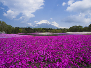 富士山と芝桜