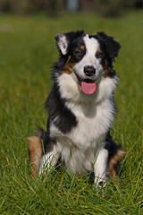 Australian Shepherd dog in outdoor setting