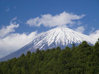 富士山と森林
